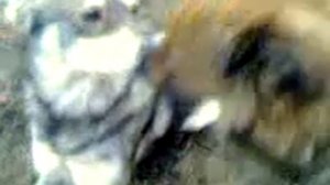 Дикие собаки