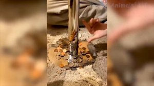 ржач подборка смешного видео №2