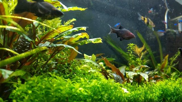 4K РЕЛАКС АКВАРИУМ-ТРАВНИК|PLANTED FRESHWATER AQUARIUM RELAX