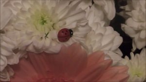 Ильназ_Бах_-_Туган_конен_котлы_булсын...