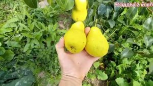 Созрела груша ЧИЖОВСКАЯ.