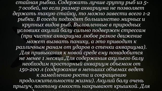 Аквариумная рыбка Акулий балу смотреть онлайн