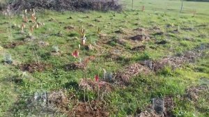 CCRES Aronia Melanocarpa after planting / Regenerative Agriculture