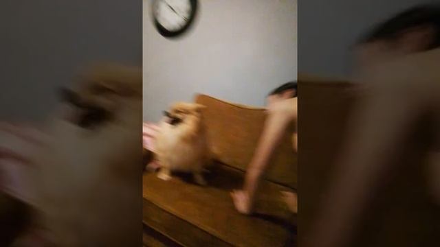 i just git q new dog смотреть онлайн