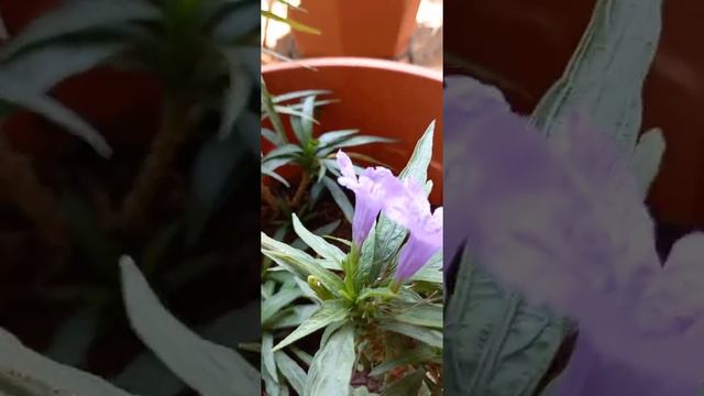 # Ruellia simplex /Mexican Petunia / Florida bluebells or Britton's Petunia. смотреть онлайн