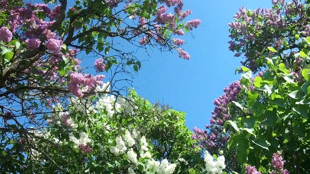 Сиреневый Сад.