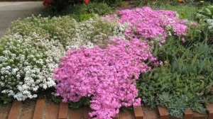 Флоксы на клумбе в саду