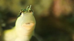 Собачка-эксен разлинованная / Ecsenius lineatus.mp4