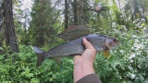Искал крупного хариуса,нашел щуку.Два дня на одной речке.