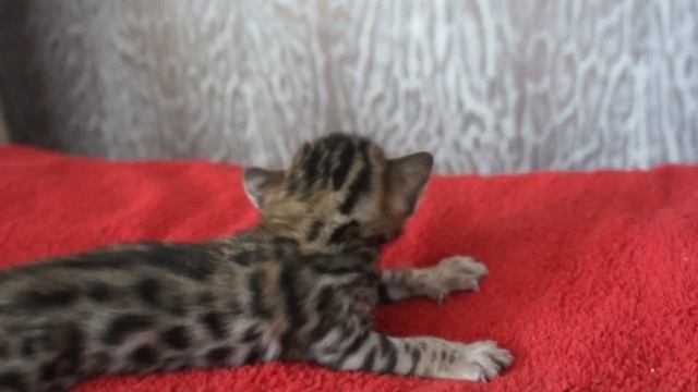 Бенгальская кошечка, окрас "Розетка на золоте" от питомника Leorose смотреть онлайн