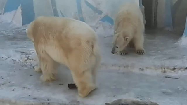 Новосибирск зоопарк белые медведи март 2017г смотреть онлайн