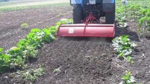 Вторая прополка бахчи. Работаем почвофрезой виракс.