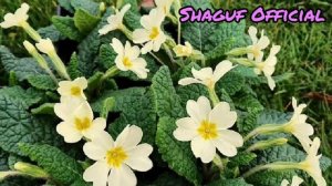 Types of primrose flower