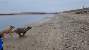 Irish Wolfhounds Chases at Beach