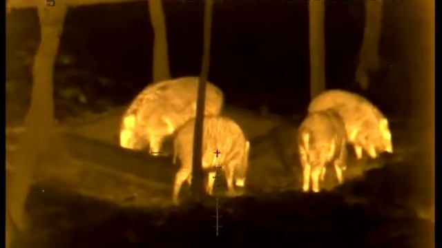 кабаны в тепловизор (fortuna one 6m) - boars - 30m (dup-2)-01 смотреть онлайн