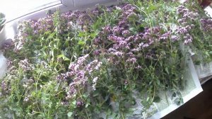 Лекарственные растения:10 лучших:Душица/орегано. Заготовка на зиму.