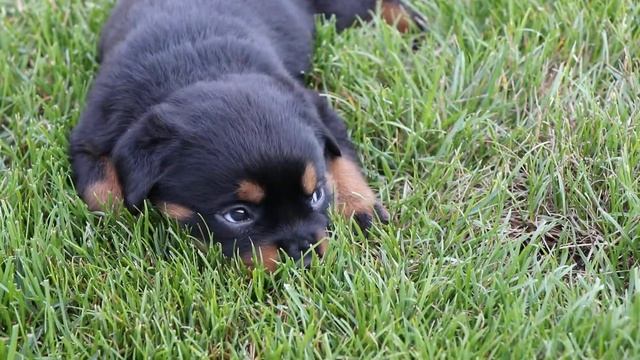 Щенки ротвейлера | Rottweiler puppies