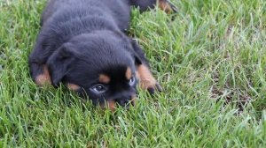 Щенки ротвейлера | Rottweiler puppies
