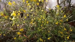 #жасминкустарниковый#ароматныйраннецветущий  Жасмин кустарниковый.