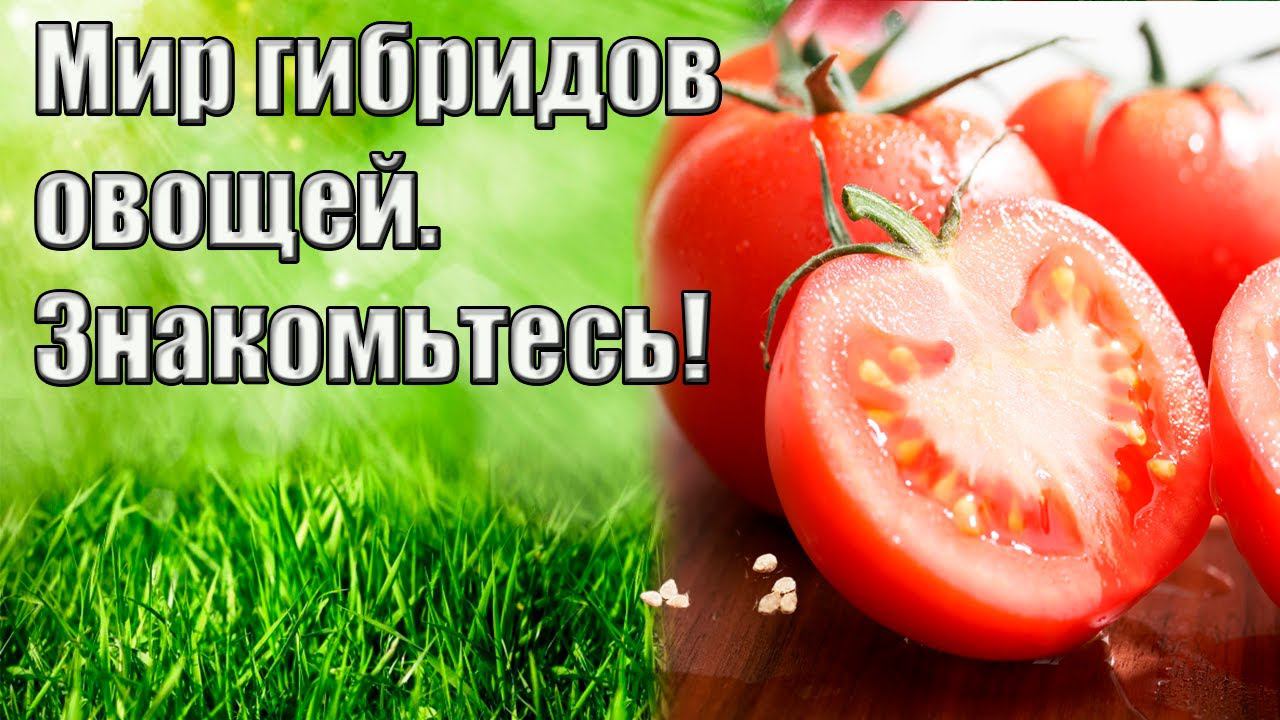 Нужен урожай? Выбираем качественные семена!