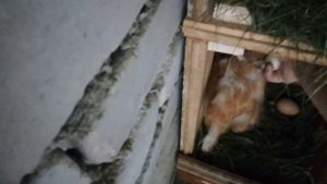 Мини ферма, куры несушки 2-4 день