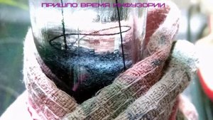 Апистограмма Рамирези Голд / Икра-личинка-малёк / Первые 10 дней