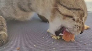 кот кушает кекс