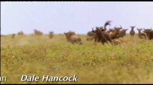 Dale Hancock's Show Reel: Speed Kills, Savanna