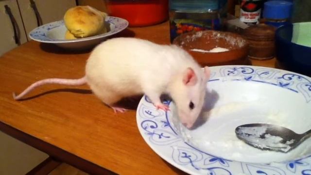 Крыса помогает мне доесть кашу смотреть онлайн