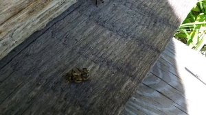 Признаки отравления пчёл после обработки полей 2017