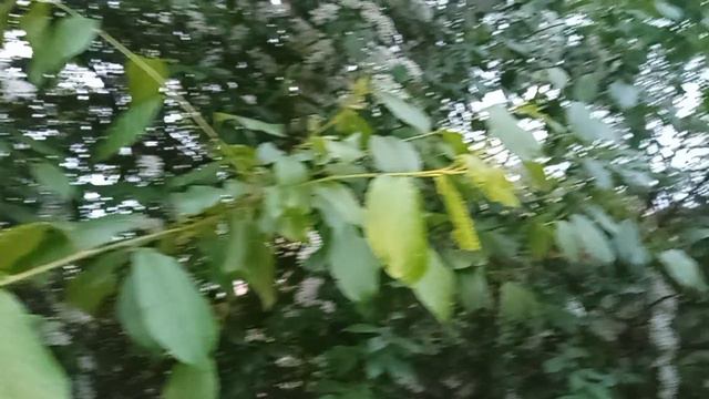 Лес-природа-красота