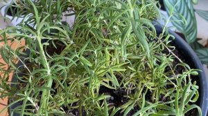 Розмарин. Тонкости выращивания в горшке на окне. Школа продвинутого садовода