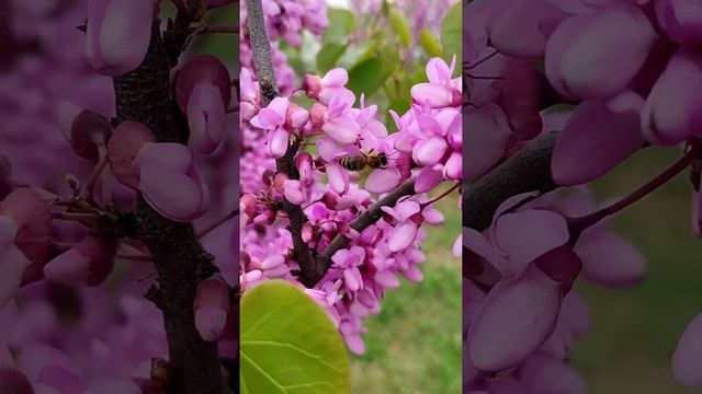 Иудино дерево/Багрянник/Церцис в цвету