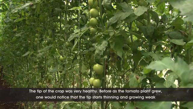 Healthier tomatoes with Yara fertilizer смотреть онлайн