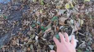 РЫБАЛКА на ЖИВЦА и КРУЖКИ ОСЕНЬЮ!!! ЛОВЛЯ ЩУКИ на УЛЬТРАЛАЙТ река Северский Донец