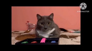 Анонс Лотков TV Котинет (брать можно