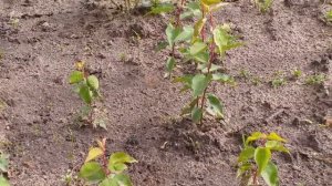 Как вырастить абрикос из косточки в открытом грунте. Как вырастить персик из косточки