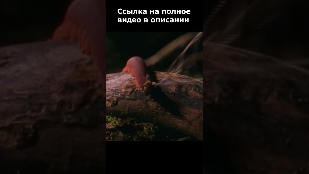 Червь стреляет клейкой жидкостью смотреть онлайн