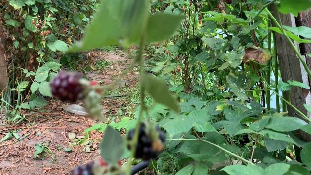 Честер продолжает плодоносить. Середина сентября. 15.09.22 смотреть онлайн