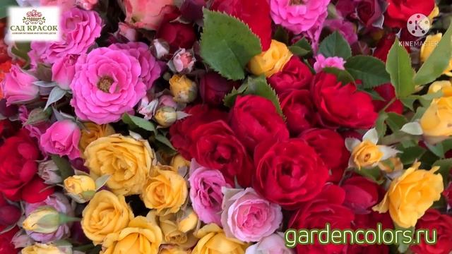 Сад Красок_Розы_Многолетние цветы_Пионы, ирисы, лилейники смотреть онлайн