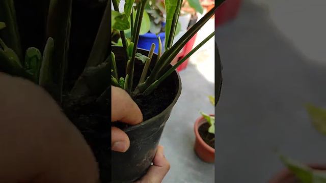 easy to grow plant,Arrow head plant [ Syngonium ] смотреть онлайн