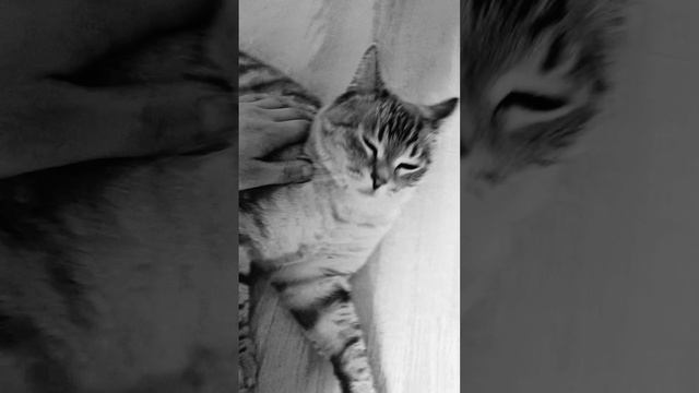 Няшки у котяшки