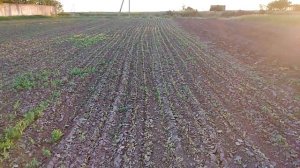 Суданка посеяна мотоблоком, сеялкой Кентавр