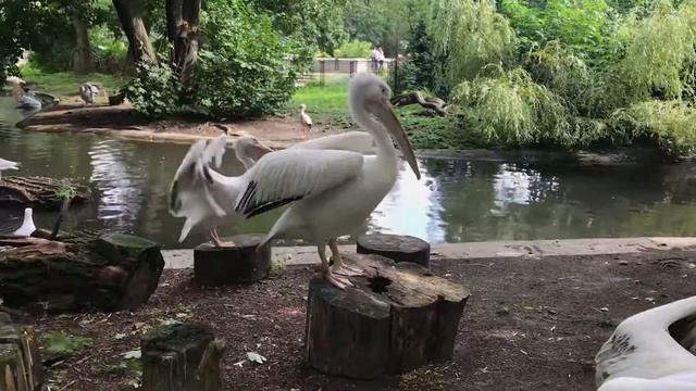 Калининград. День 2. Идём в зоопарк смотреть онлайн