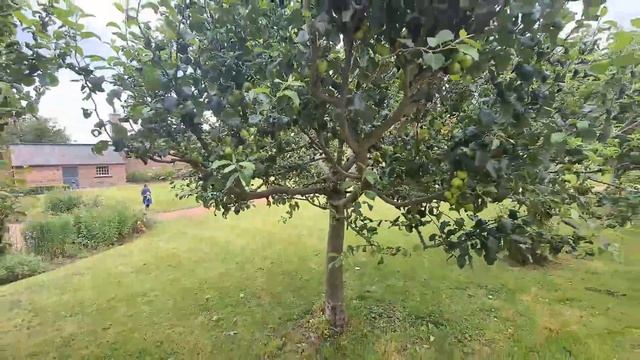 Английская ЛАВАНДА моя ЛЮБОВЬ ? кому то розы, а мне лаванду подавай? смотреть онлайн