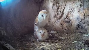 Сипуха - Самая красивая сова с мордочкой в форме сердца