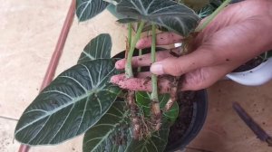 MEMISAHKAN ANAKAN ALOCASIA BLACK VELVET DENGAN MUDAH TANPA KHAWATIR LAYU