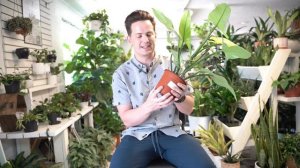 Philodendron  Silver Sword