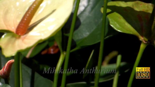 Anthurium collection смотреть онлайн