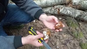 Сморчковая шапочка найдена! Но... Что пошло не так?